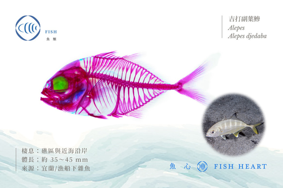 【透明標本工房 fishheart】 透明標本 - 吉打副葉鰺 Alepes djedaba 第5張的照片