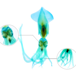 【透明標本工房 fishheart】 透明標本 - 真鎖管 Uroteuthis edulis (大) 第11張的照片