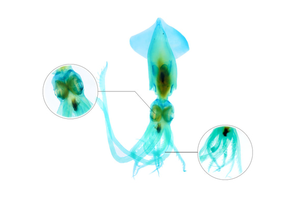 【透明標本工房 fishheart】 透明標本 - 真鎖管 Uroteuthis edulis (大) 第11張的照片