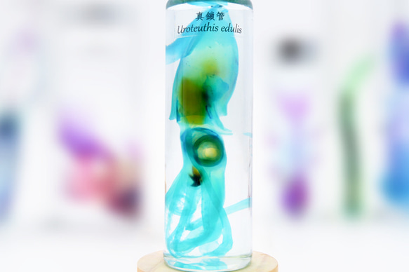 【透明標本工房 fishheart】 透明標本 - 真鎖管 Uroteuthis edulis (大) 第4張的照片