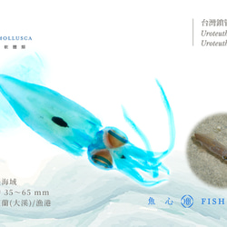 【透明標本工房 fishheart】 透明標本 - 台灣鎖管 Uroteuthis chinensis (大) 第6張的照片
