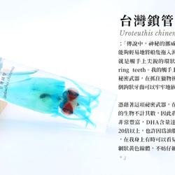 【透明標本工房 fishheart】 透明標本 - 台灣鎖管 Uroteuthis chinensis (大) 第7張的照片