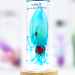 【透明標本工房 fishheart】 透明標本 - 台灣鎖管 Uroteuthis chinensis (大) 第3張的照片