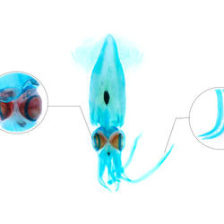 【透明標本工房 fishheart】 透明標本 - 台灣鎖管 Uroteuthis chinensis (大) 第10張的照片