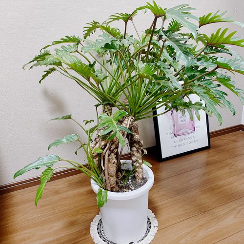 クッカバラ 根上がり 大株 8号 フィロデンドロン セローム 引き取り限定 クッカバラ 根上がり 大株 8号 フィロデンドロン セローム 引き取り