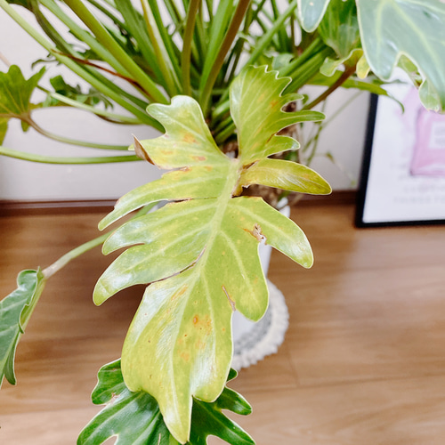 現品］フィロデンドロン クッカバラ 観葉植物 8号 プラスチック
