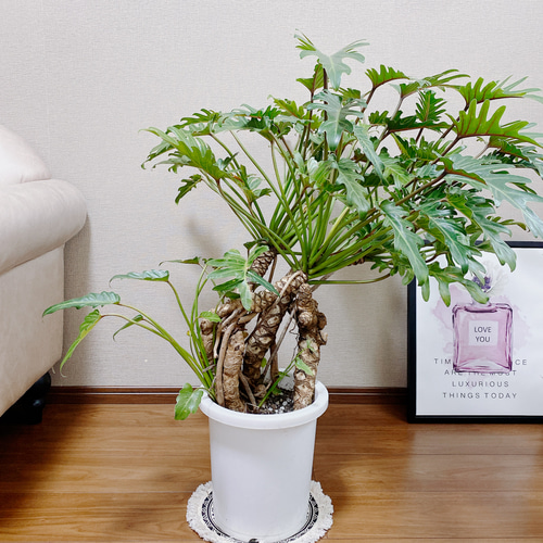 現品］フィロデンドロン クッカバラ 観葉植物 8号 プラスチック