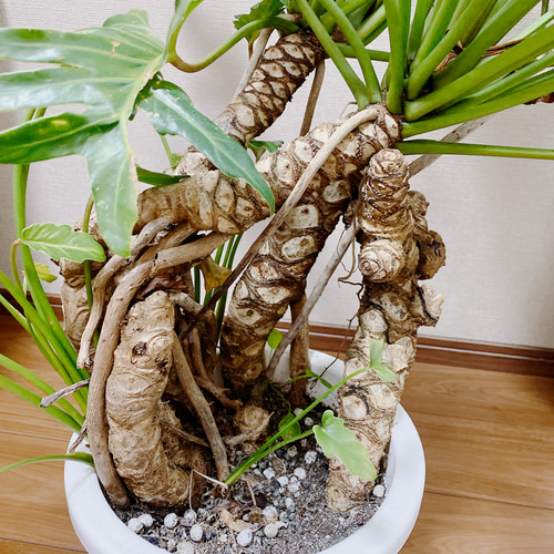 【現品】クッカバラ　幹立ち　8号　青鉢　（1） 現品】クッカバラ 幹立ち 8号 青鉢 （1） 現品】クッカバラ 幹