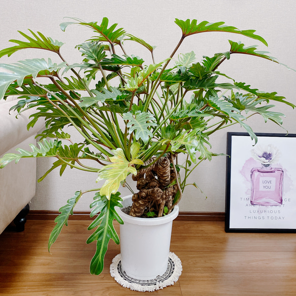 クッカバラ　８号プラ鉢 フィロデンドロン：クッカバラ 8号鉢植え25-02 の通販 | 園芸ネット