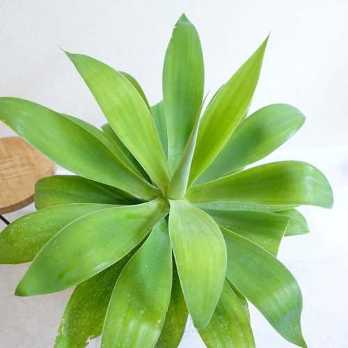 アガベ アテナータ スタイリッシュ♡ 観葉植物 多肉植物 室内 その他