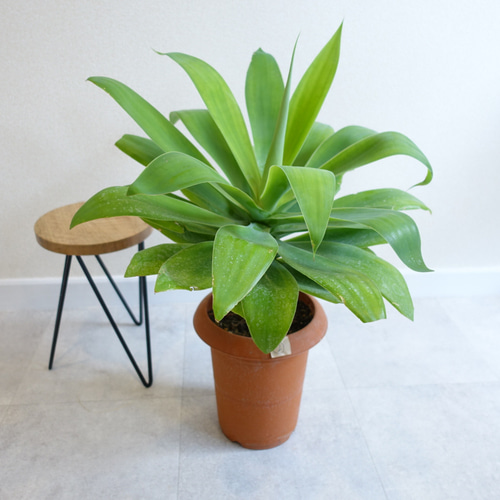 アガベ アテナータ スタイリッシュ♡ 観葉植物 多肉植物 室内 その他