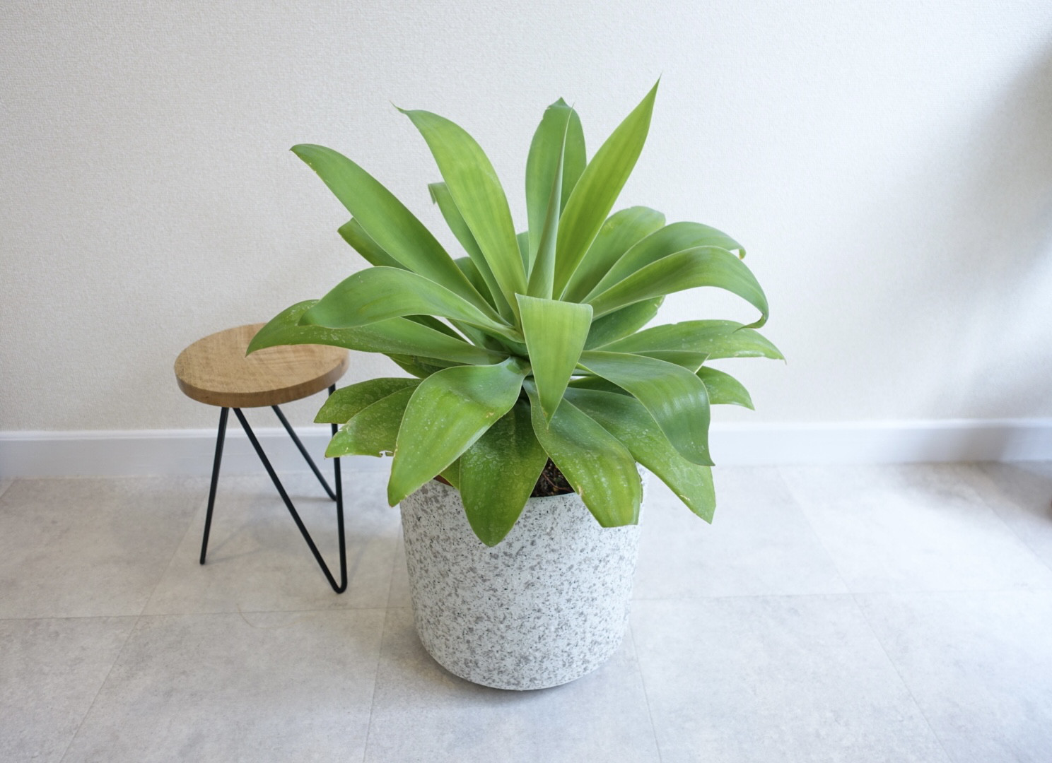 。鉢ごと無料で発送致します。 アガベアテナータ。 観葉植物