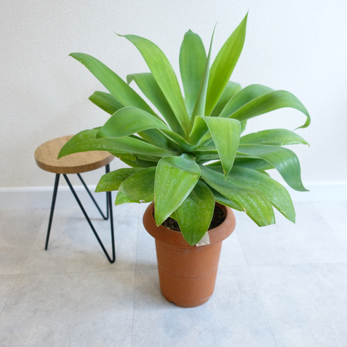 アガベ アテナータ スタイリッシュ♡ 観葉植物 多肉植物 室内 その他