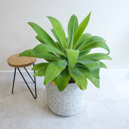 アガベ アテナータ スタイリッシュ♡ 観葉植物 多肉植物 室内 その他