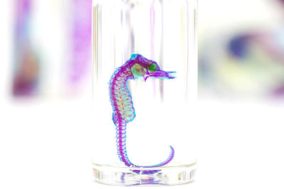 【透明標本工房 fishheart】 透明標本 - 吻海馬 Hippocampus reidi (大) 第4張的照片