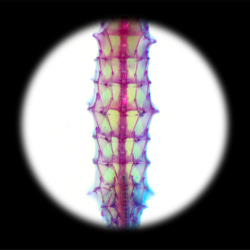 【透明標本工房 fishheart】 透明標本 - 吻海馬 Hippocampus reidi (大) 第17張的照片