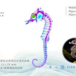 【透明標本工房 fishheart】 透明標本 - 吻海馬 Hippocampus reidi (大) 第6張的照片