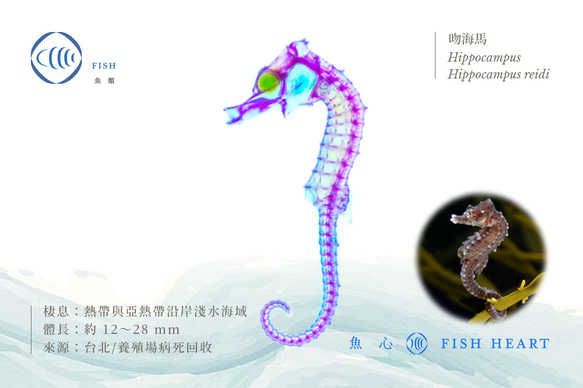 【透明標本工房 fishheart】 透明標本 - 吻海馬 Hippocampus reidi (大) 第6張的照片