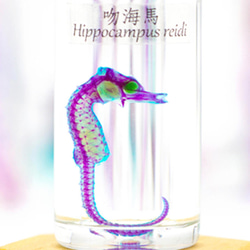 【透明標本工房 fishheart】 透明標本 - 吻海馬 Hippocampus reidi (大) 第2張的照片