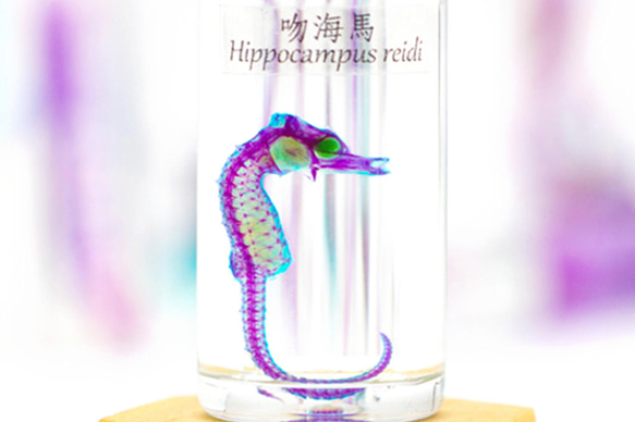 【透明標本工房 fishheart】 透明標本 - 吻海馬 Hippocampus reidi (大) 第2張的照片