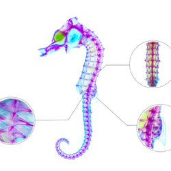 【透明標本工房 fishheart】 透明標本 - 吻海馬 Hippocampus reidi (大) 第10張的照片