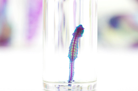 【透明標本工房 fishheart】 透明標本 - 吻海馬 Hippocampus reidi (大) 第3張的照片