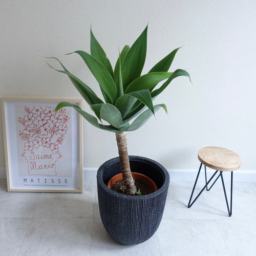 現品発送】アガベ アテナータ スタイリッシュ 観葉植物 多肉植物