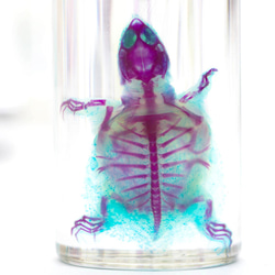 【透明標本工房フィッシュハート】透明標本 - Pelodiscus sinensis 2枚目の画像
