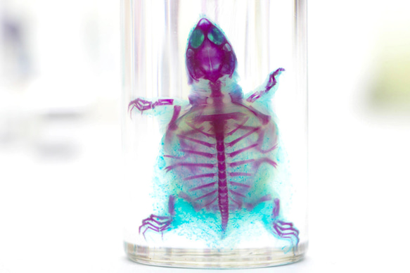 【透明標本工房 fishheart】 透明標本 - 中華鱉 Pelodiscus sinensis 第2張的照片