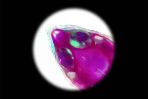【透明標本工房フィッシュハート】透明標本 - Pelodiscus sinensis 11枚目の画像