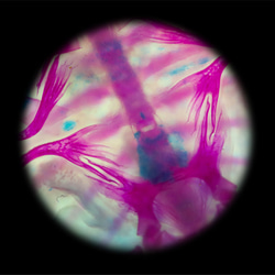 【透明標本工房 fishheart】 透明標本 - 中華鱉 Pelodiscus sinensis 第16張的照片