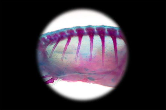 【透明標本工房フィッシュハート】透明標本 - Pelodiscus sinensis 17枚目の画像