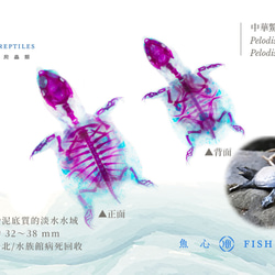 【透明標本工房フィッシュハート】透明標本 - Pelodiscus sinensis 6枚目の画像