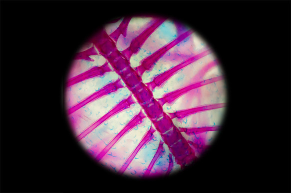 【透明標本工房フィッシュハート】透明標本 - Pelodiscus sinensis 18枚目の画像