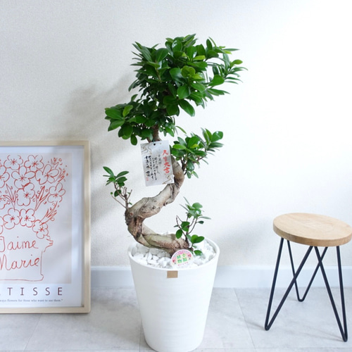 希少❗昇り龍ガジュマル 曲がり ８号鉢 風水縁起物 昇り龍 ガジュマル 曲がり 幹太 縁起のいい 観葉植物 室内 その他