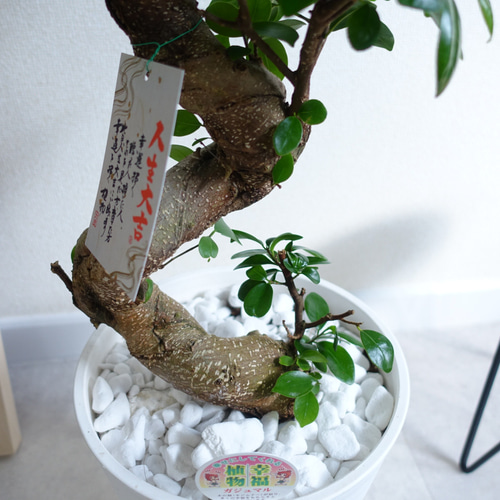 昇り龍 ガジュマル 曲がり 幹太 縁起のいい 観葉植物 室内