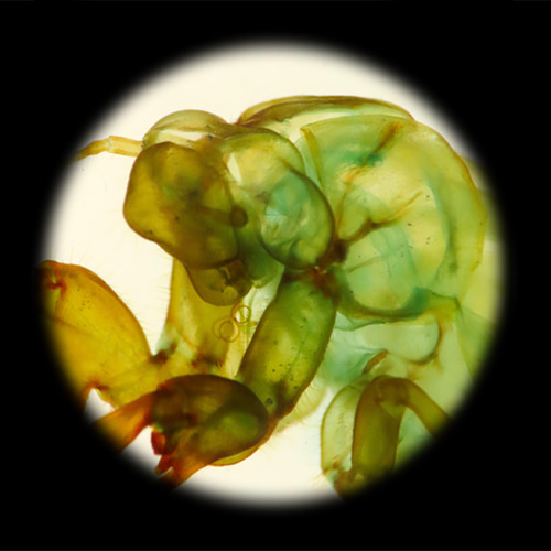 透明標本工房 フィッシュハート】 透明標本 - 草蝉（蝉の抜け殻