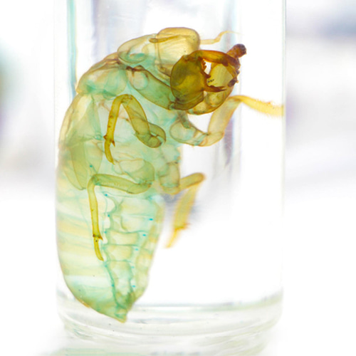 透明標本工房 フィッシュハート】 透明標本 - 草蝉（蝉の抜け殻