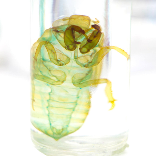 日本マムシの脱け殻  標本 マムシ 蛇 骨格標本