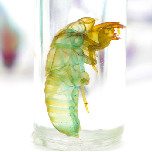 透明標本工房 フィッシュハート】 透明標本 - 草蝉（蝉の抜け殻