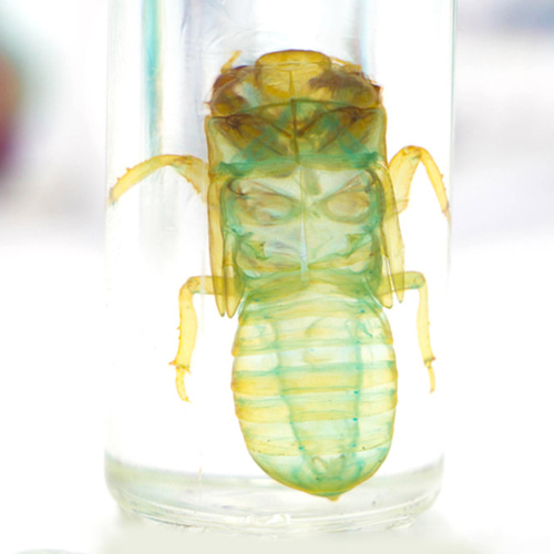 透明標本工房 フィッシュハート】 透明標本 - 草蝉（蝉の抜け殻