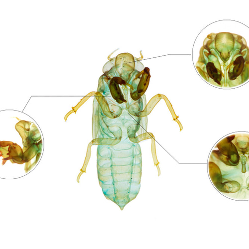 透明標本工房 フィッシュハート】 透明標本 - 草蝉（蝉の抜け殻