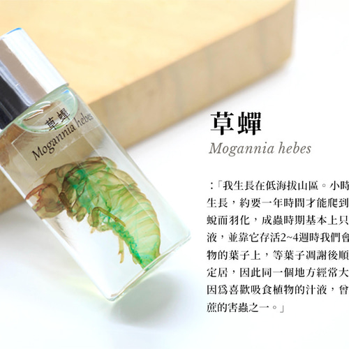 セミの抜け殻 標本 約4cm 透明標本工房 フィッシュハート】 透明標本 - 草蝉（蝉の抜け殻