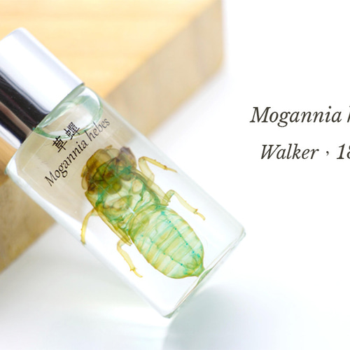 透明標本工房 フィッシュハート】 透明標本 - 草蝉（蝉の抜け殻