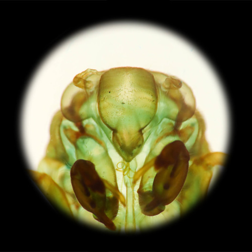 透明標本工房 フィッシュハート】 透明標本 - 草蝉（蝉の抜け殻