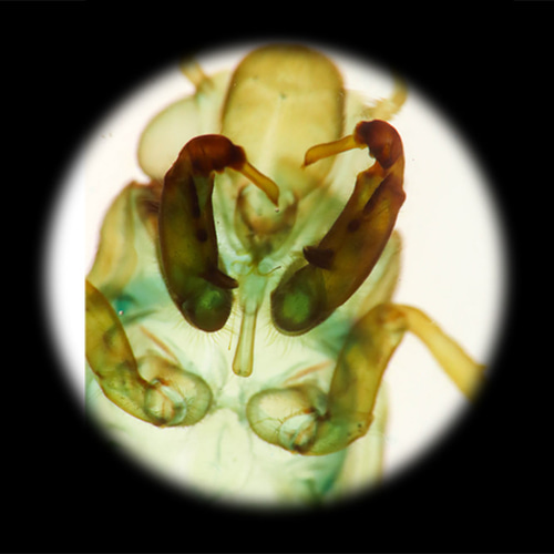 透明標本工房 フィッシュハート】 透明標本 - 草蝉（蝉の抜け殻