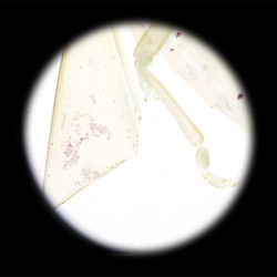 【透明標本工房 fishheart】 透明標本 - 荔枝椿象 Tessaratoma papillosa 第15張的照片