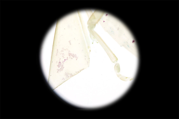 【透明標本工房 fishheart】 透明標本 - 荔枝椿象 Tessaratoma papillosa 第15張的照片