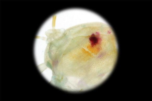 【透明標本工房 fishheart】 透明標本 - 荔枝椿象 Tessaratoma papillosa 第12張的照片