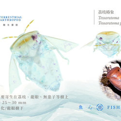 【透明標本工房 fishheart】 透明標本 - 荔枝椿象 Tessaratoma papillosa 第6張的照片